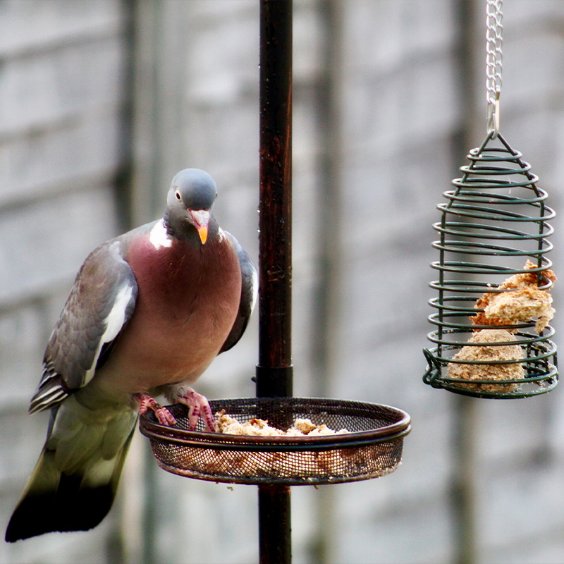 How to keep pigeons away from bird feeders?