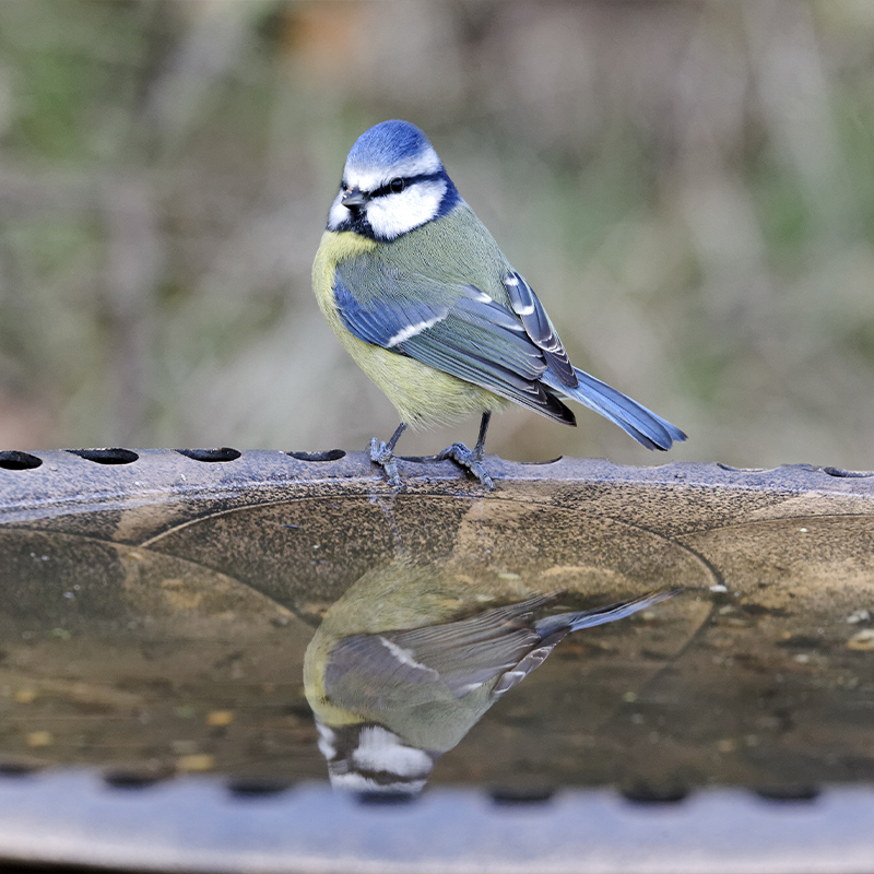 How to stop a bird bath from freezing?
