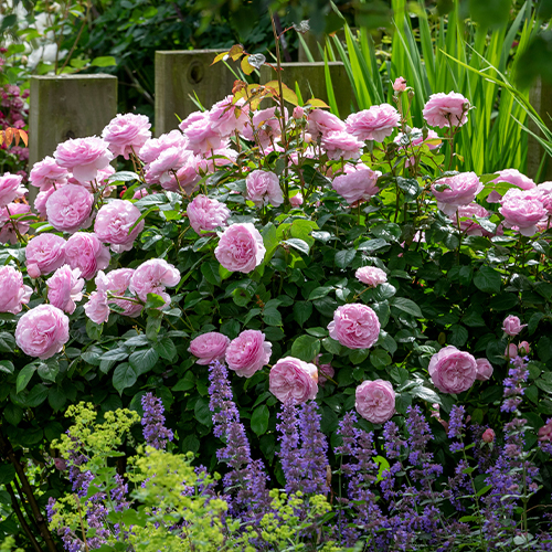 Coming up - Roses with David Austin