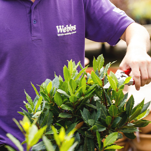 Garden Centre Team Member (Garden Plants) - Webbs, Wychbold