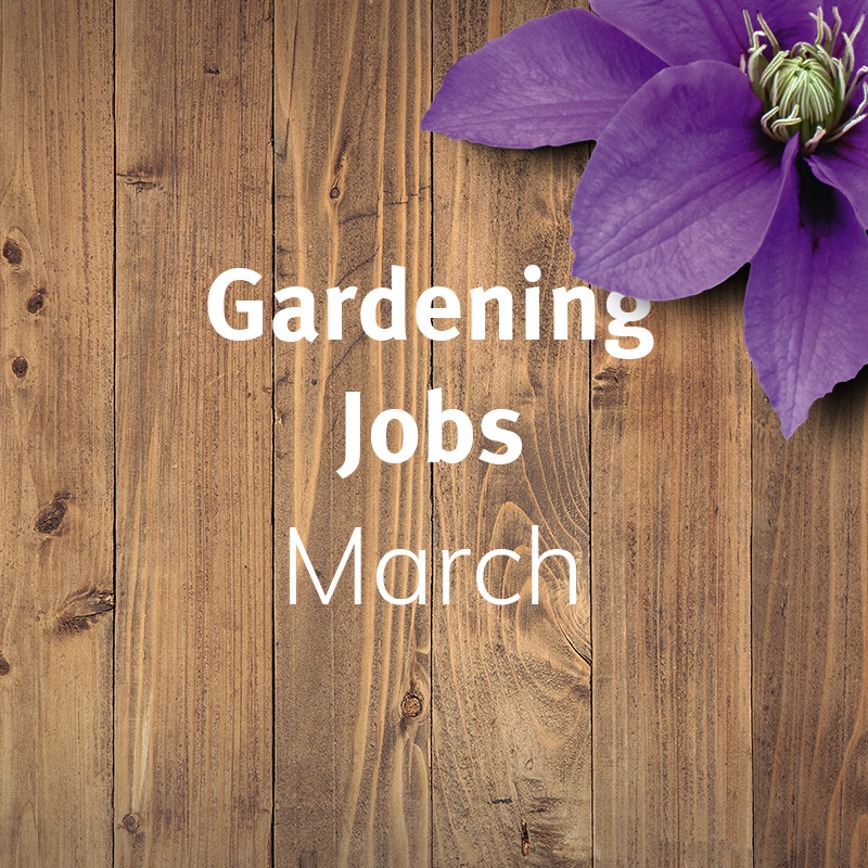 Gardening Jobs: March