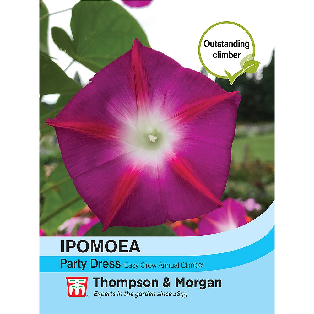 party dress morning glory Morning Glory Party Dress Seeds