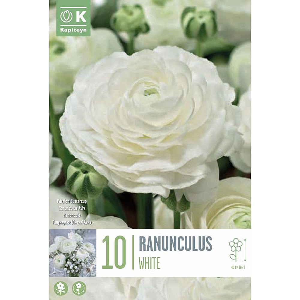 Ranunculus Aviv White (10 Bulbs) | Miscellaneous A-Z Bulbs | Webbs Garden  Centre