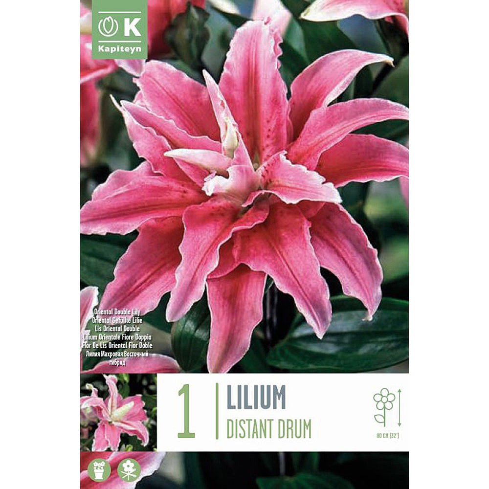 Lilium Distant Drum - 1 Bulb | Lily Bulbs | Webbs Garden Centre