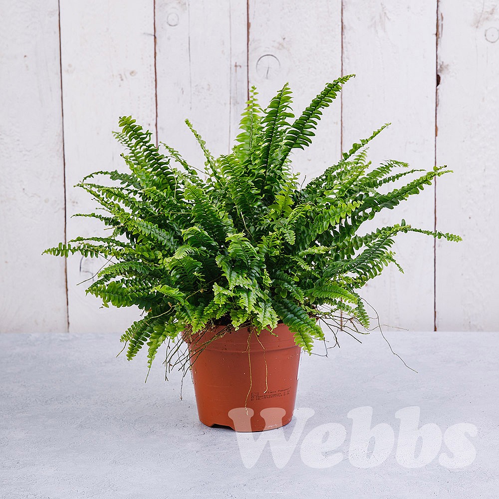 Image result for boston fern