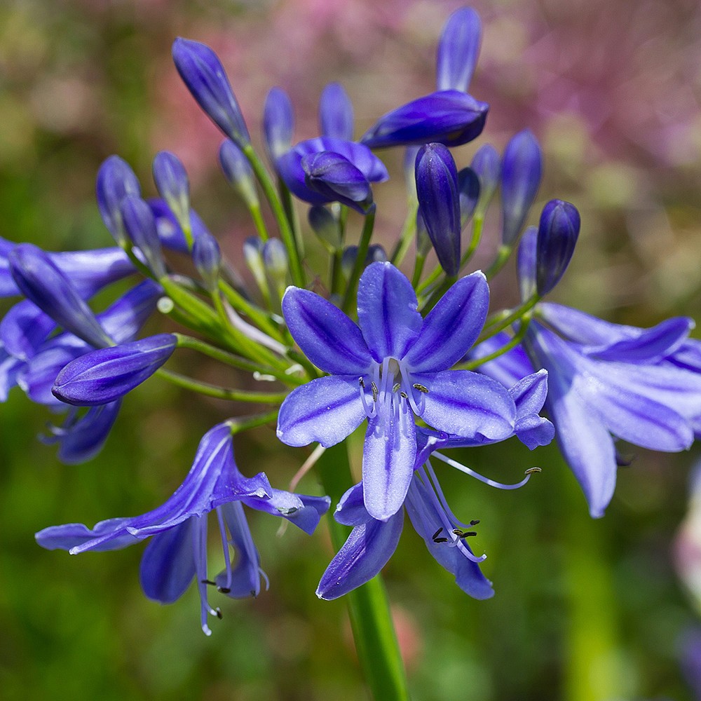 Agapanthus 'Lapis Lazuli' | Perennials | Webbs Garden Centres