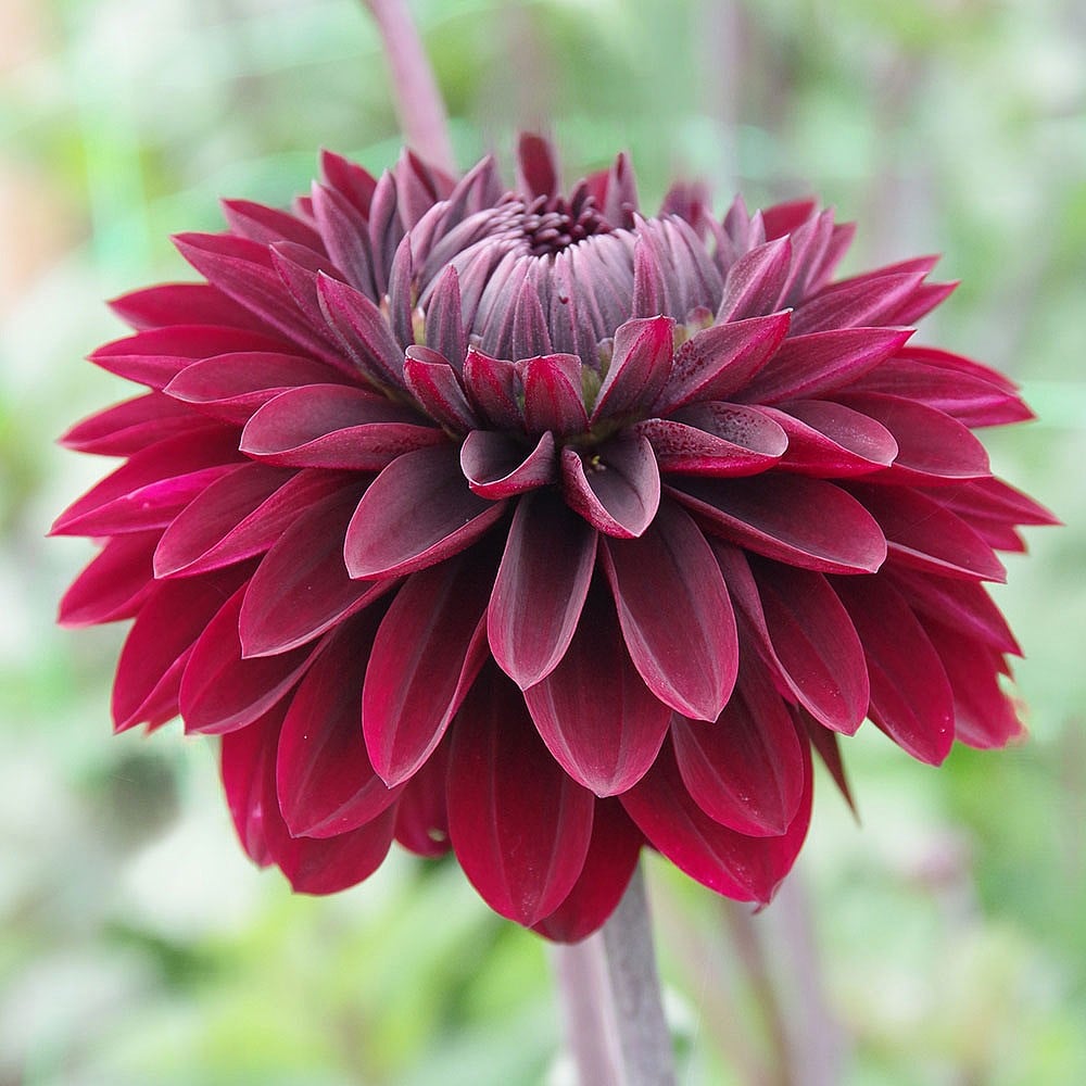 Dahlia Dark Destiny Dahlia Tubers Webbs Garden Centres