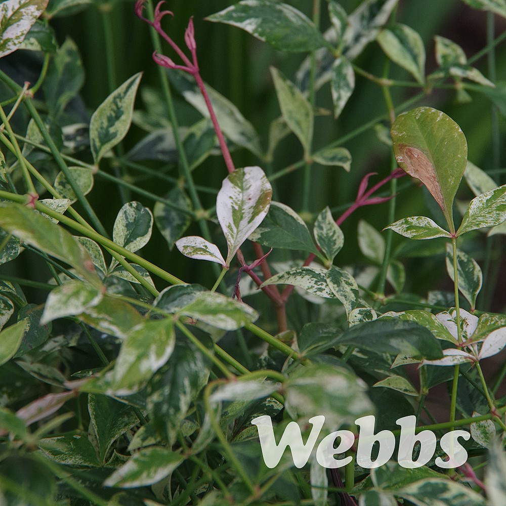 Nandina Domestica Twilight Shrubs Webbs Garden Centre
