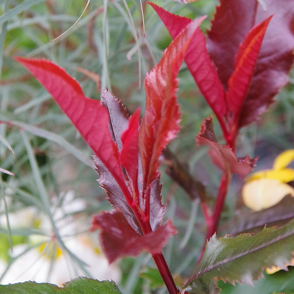 Photinia x fraseri 'Magical Volcano' | Shrubs | Webbs Garden Centres