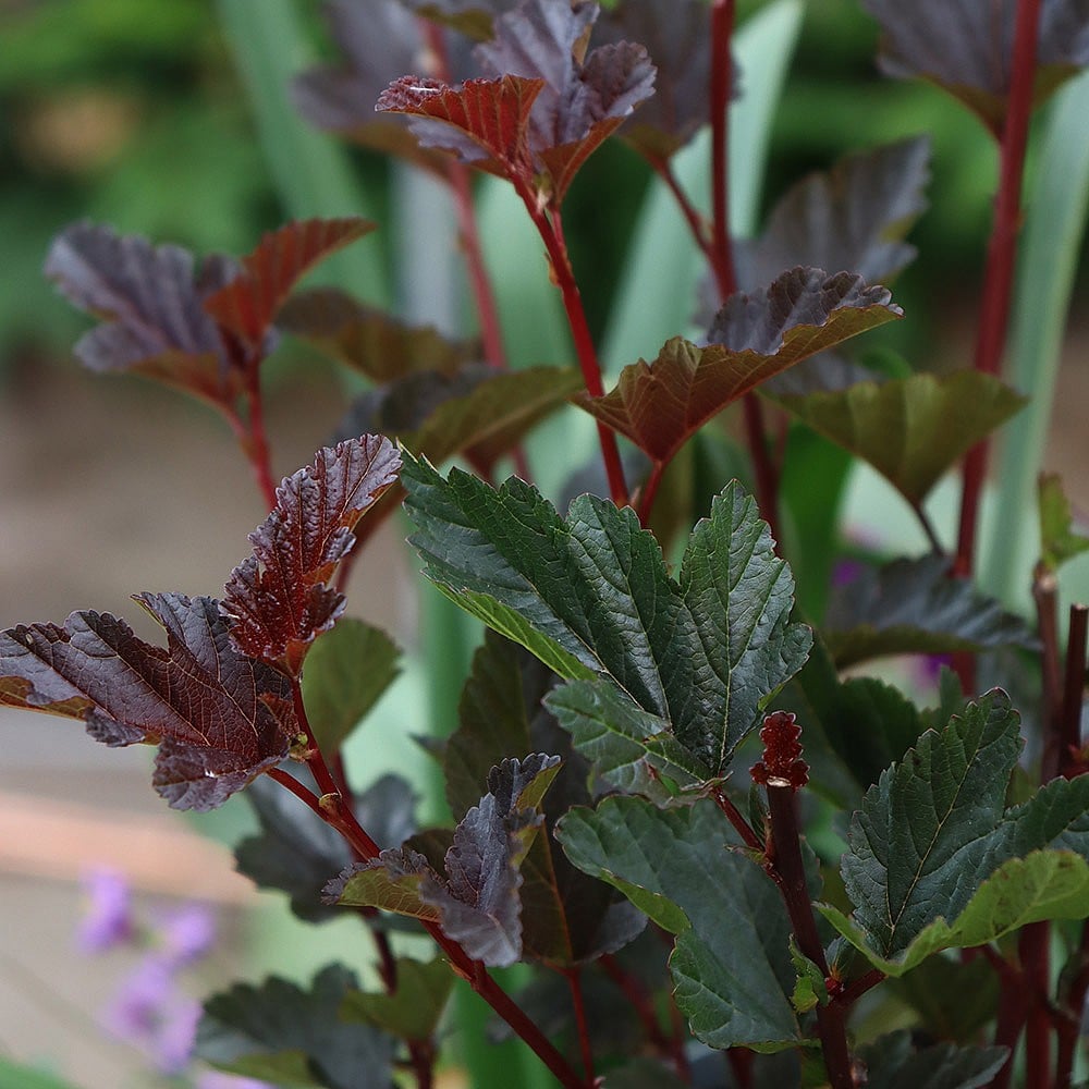 Palads trug excitation Physocarpus opulifolius 'Red Baron' | Shrubs | Webbs Garden Centres
