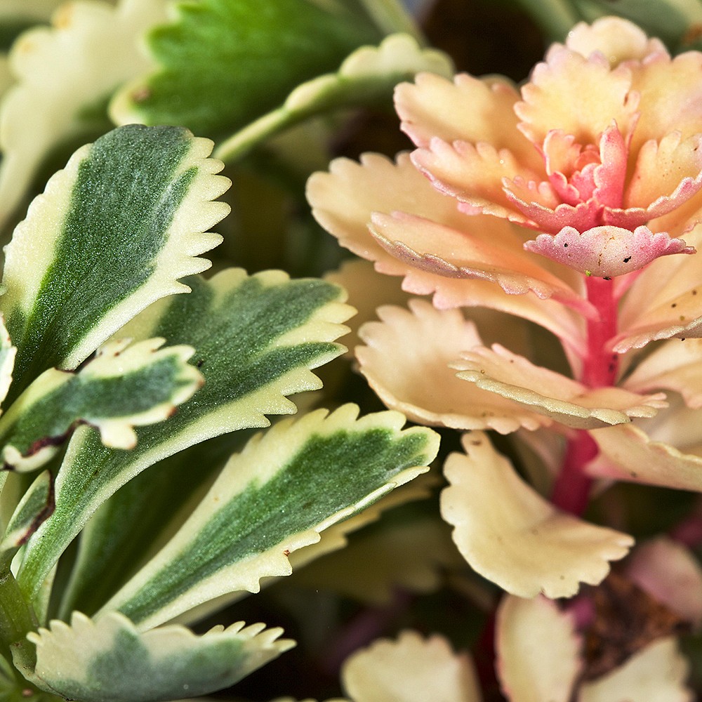 マウス・トラックボール Padsmith Empress V2 - Rosa Lavender Padsmith Empress V2 - Rosa Lavender (Purple) ガラスマウスパッド