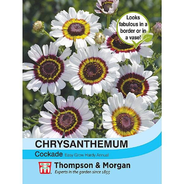 Thompson & Morgan Chrysanthemum Cockade 