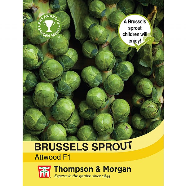 Thompson & Morgan Brussels Sprout Attwood