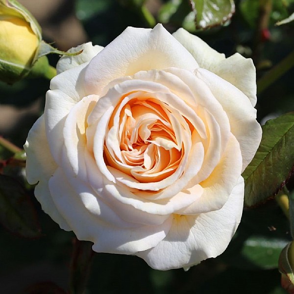 Timeless Cream Hybrid Tea Rose 3L
