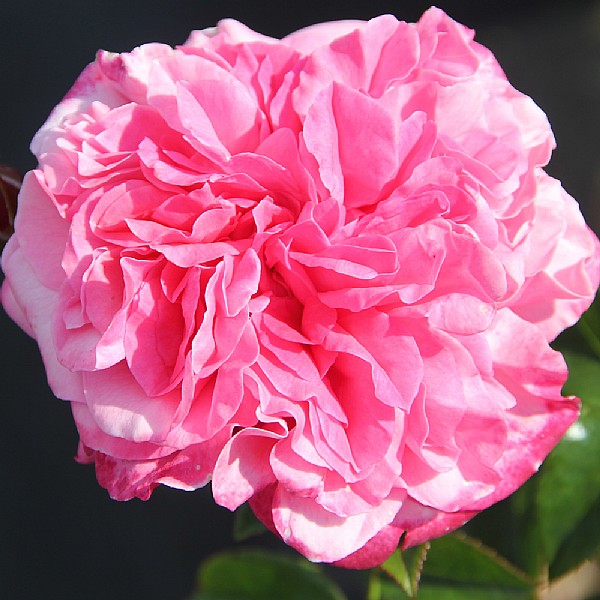 Timeless Pink Hybrid Tea Rose 3L