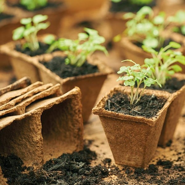96 Biodegradable Fibre 6cm Round Plant Seed Seedling Pots 2 x Gardman Grow It 