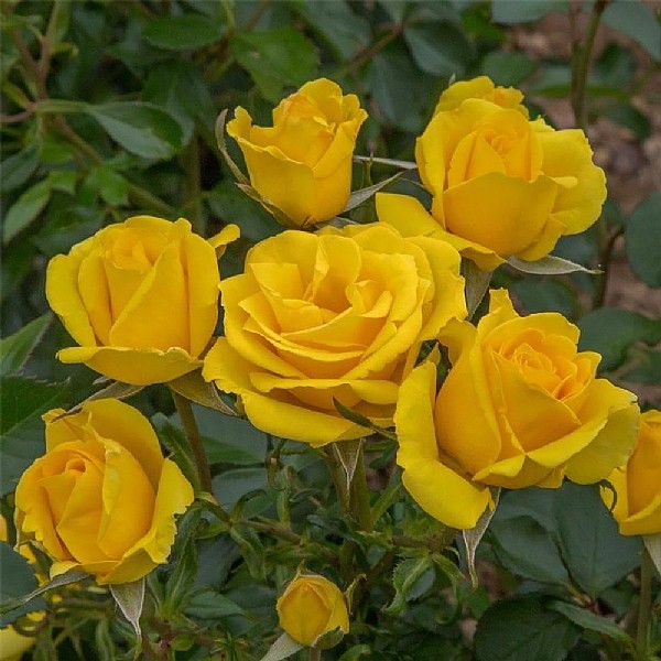 Yellow Rose Bush Varieties Sunshine Flower Carpet Rose Bushes For