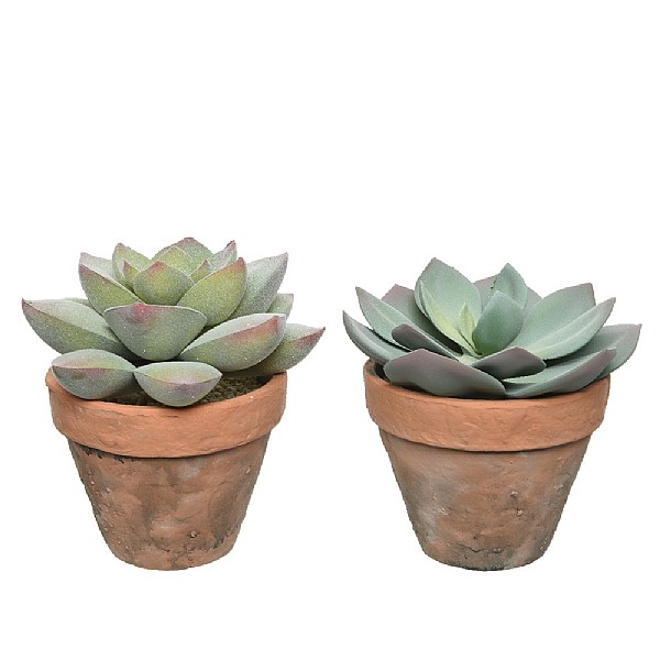 Potted Artificial Succulent Plant 21cm (Assorted Designs)