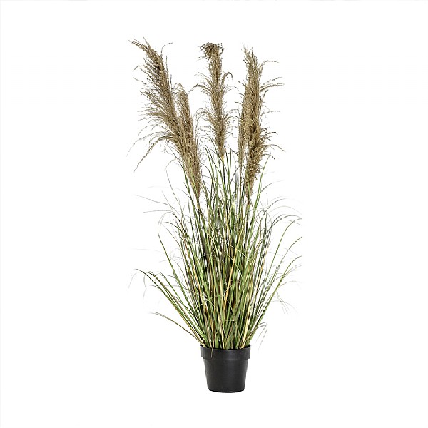 Gallery Direct Pampas Grass (5 Heads)