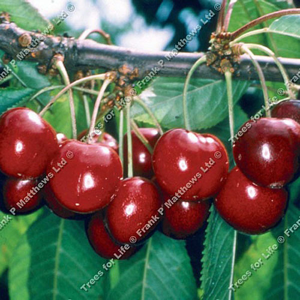 Cherry (Prunus) Stella - 12L Patio