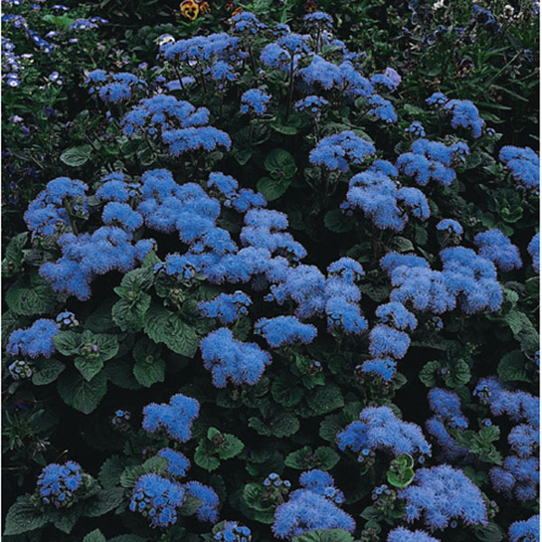 Ageratum Blue Mink Seeds