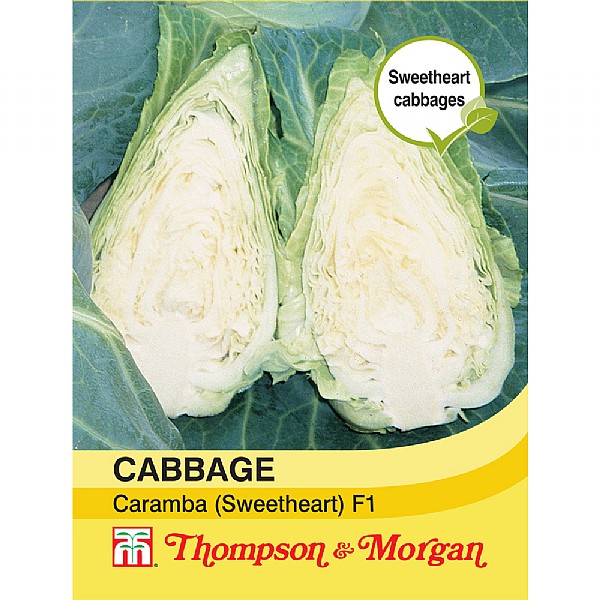 Thompson & Morgan Cabbage Caramba F1 Hybrid (Sweetheart Type)