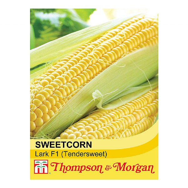 Thompson & Morgan Award of Garden Merit Sweet Corn Lark F1 Hybrid