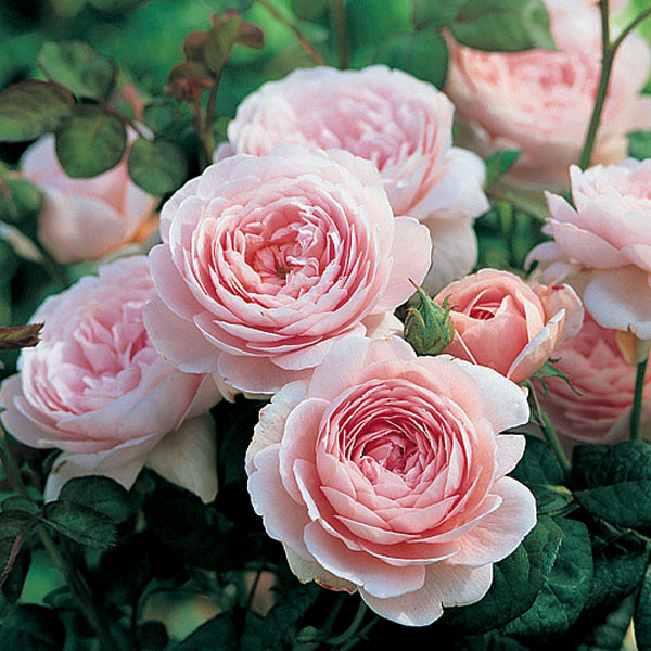 Queen Of Sweden Rose () Queen Of Sweden Rose