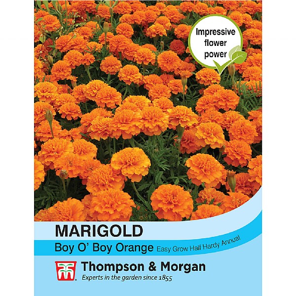 Marigold Boy O Boy Orange (French)