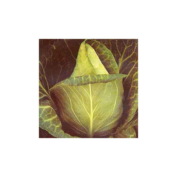 Cabbage (Spring) Advantage F1 Hybrid - 50 Seeds