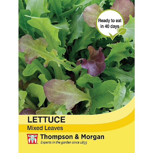 Lettuce Salad Leaves Mixed