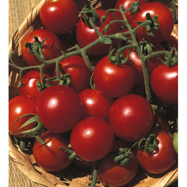 Tomato Gardeners Delight - Packet of 65 Seeds