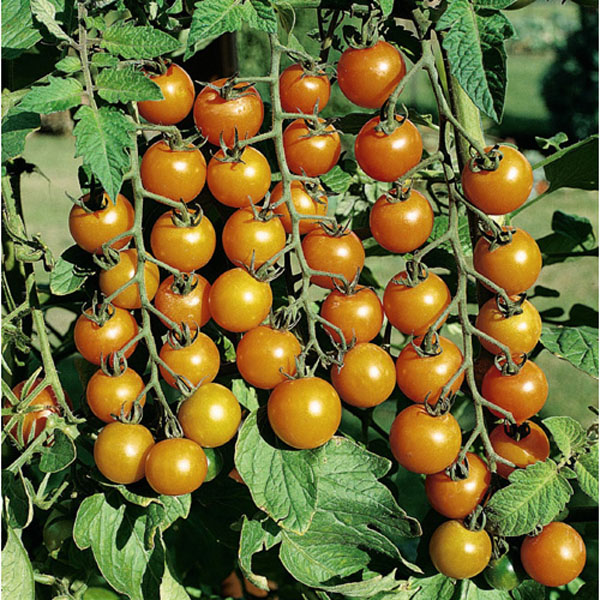 Tomato Sungold F1 Hybrid - Packet of 10 Seeds