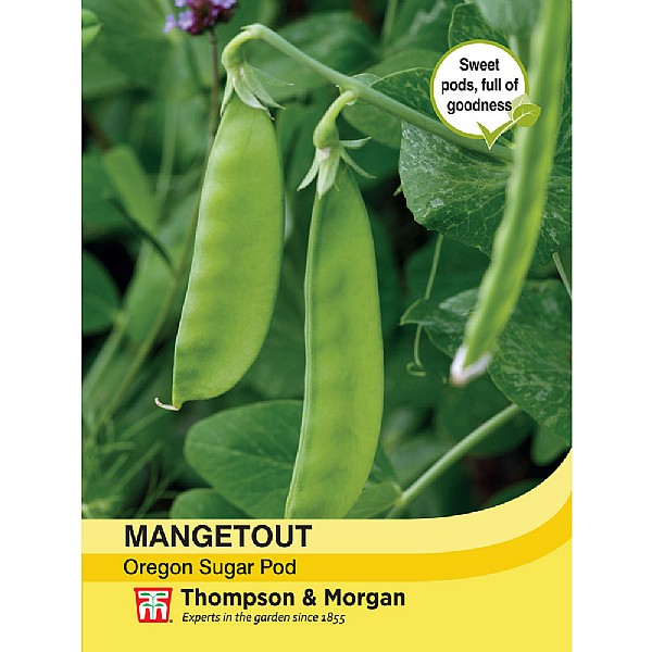 Mangetout Oregon Sugar Pod - 300 Seeds