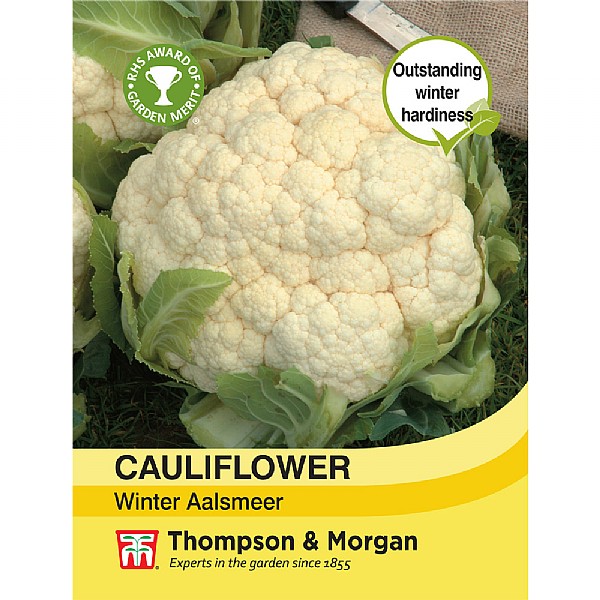 Thompson & Morgan Cauliflower Winter Aalsmeer