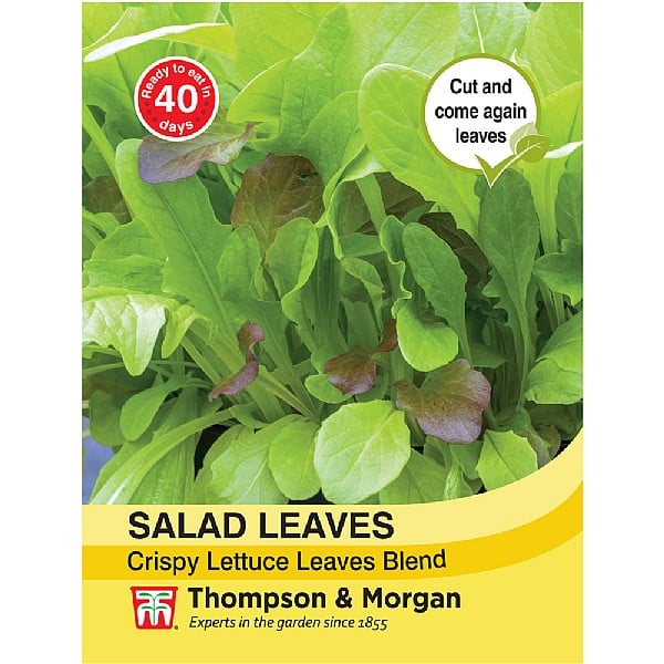 Salad & Lettuce Seed Vegetable Seeds from bs Direct Online