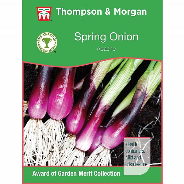 Thompson & Morgan Award of Garden Merit Onion Salad Apache Deep Purple 