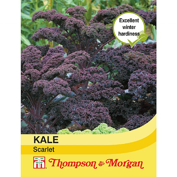 Thompson & Morgan Kale Scarlet