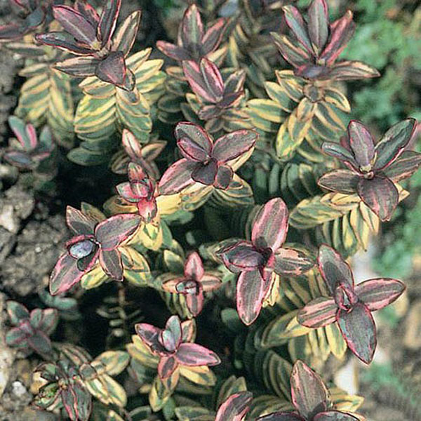 Hebe Silver Dollar - 2 litre pot