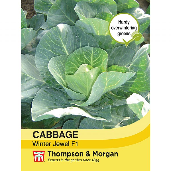 Thompson & Morgan Cabbage Winter Jewel F1 Hybrid