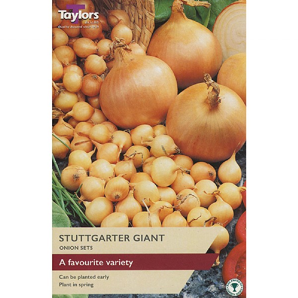 Onion Stuttgarter Giant (50 Sets)