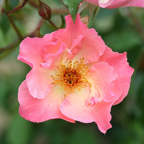 Summer Wine Climbing Rose 4L