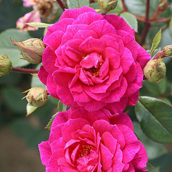 Buy Rose Plants Online Webbs Garden Centre