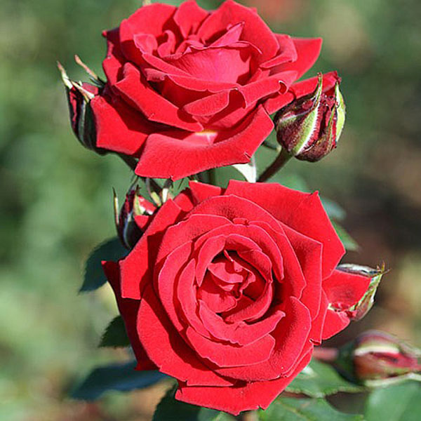 Buy Rose Plants Online bs Garden Centre