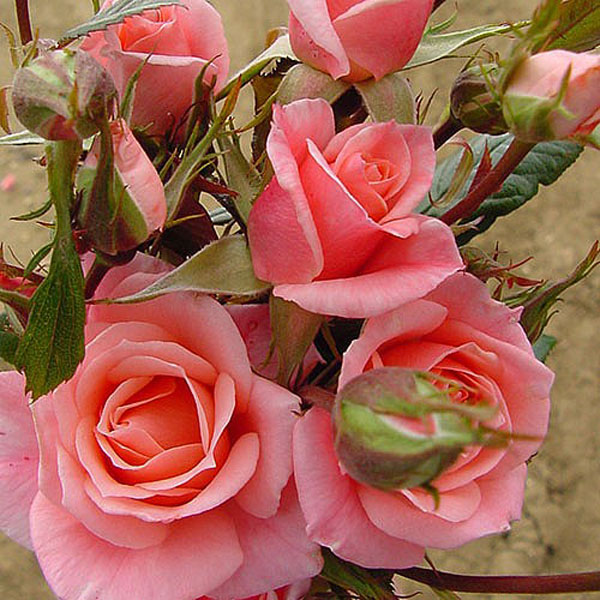 Star Performer Climbing Rose - 4 Ltr Pot