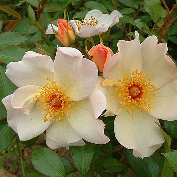 Buy Rose Plants Online bs Garden Centre