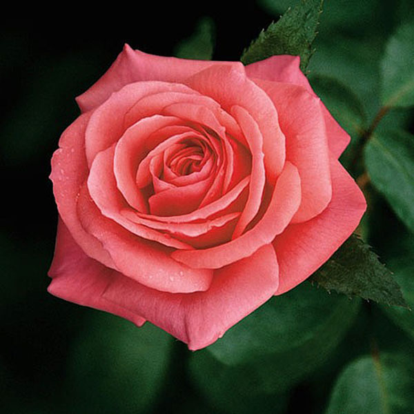 Showtime Floribunda Rose - 3 Ltr Pot