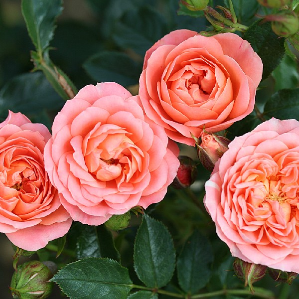 Buy Rose Plants Online bs Garden Centre