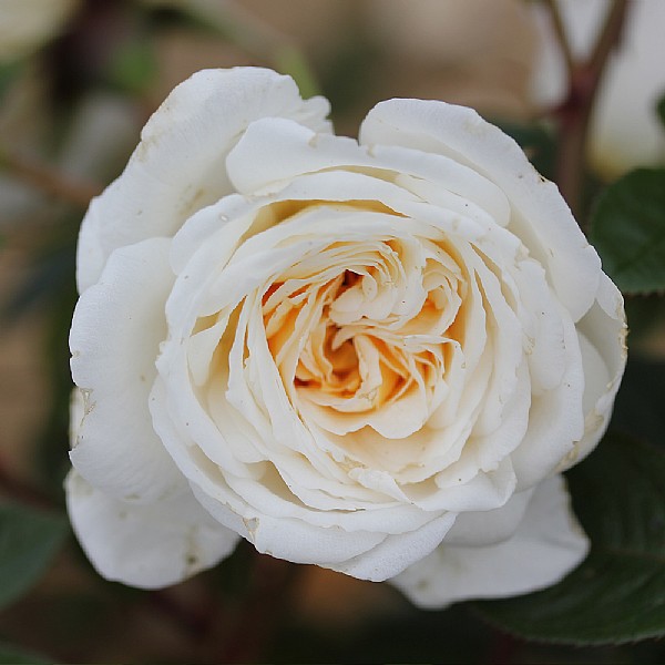 White Patio' Patio Rose 3L