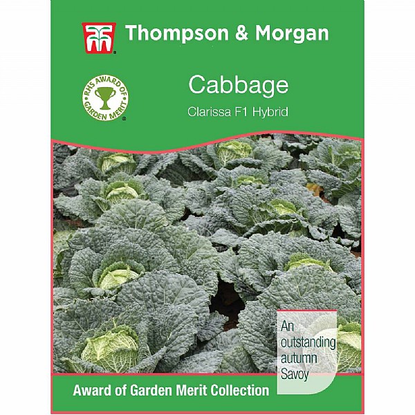 Thompson & Morgan Award of Garden Merit Cabbage Savoy Clarissa